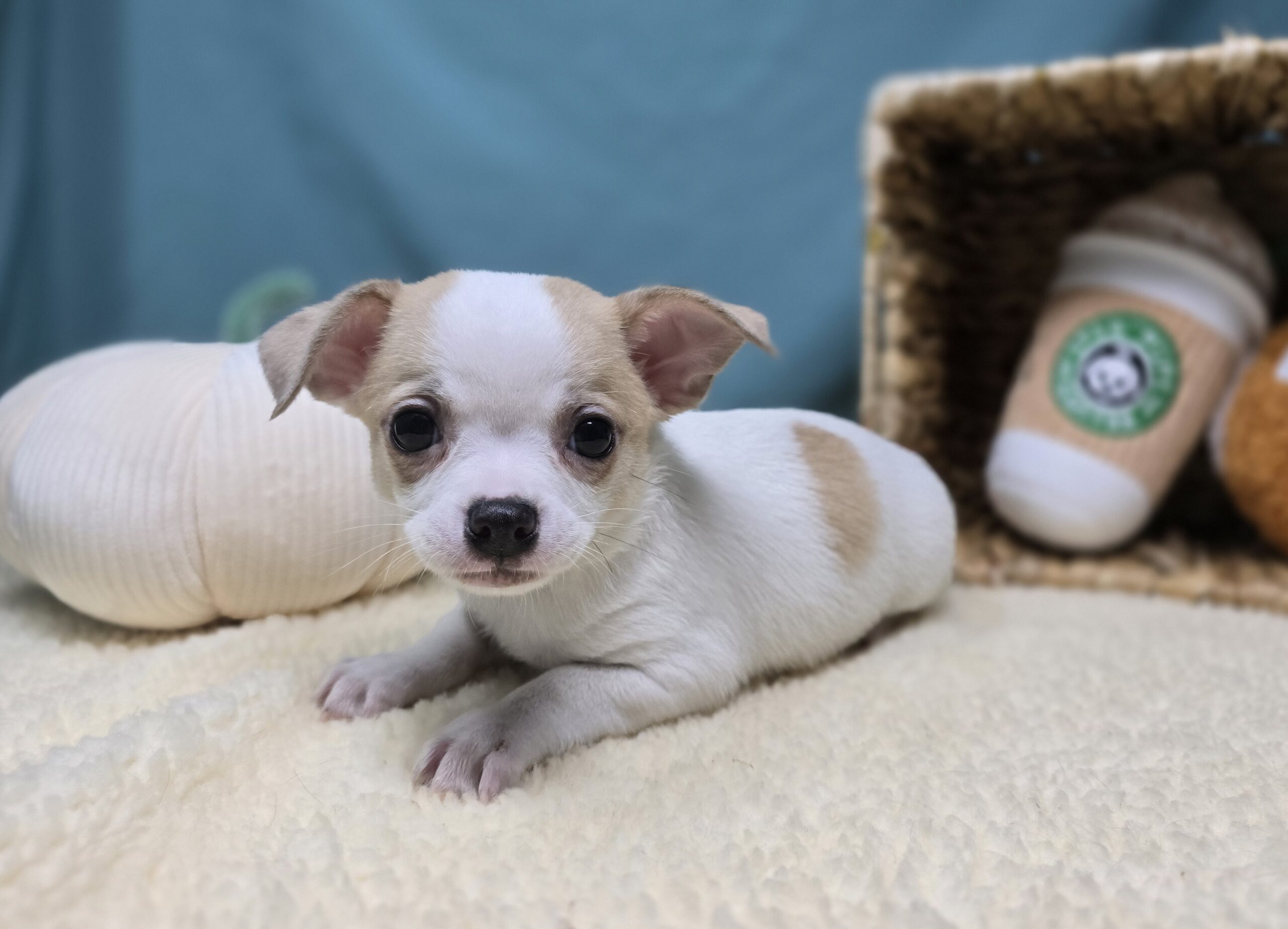 Chihuahua – 1145 – Zig