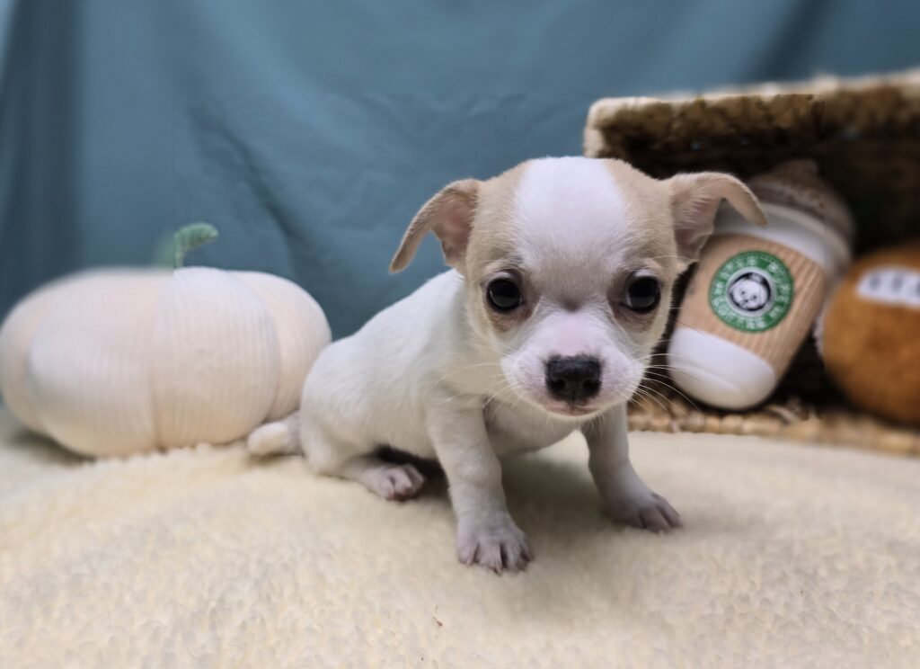 Zig - Chihuahua - Image 6