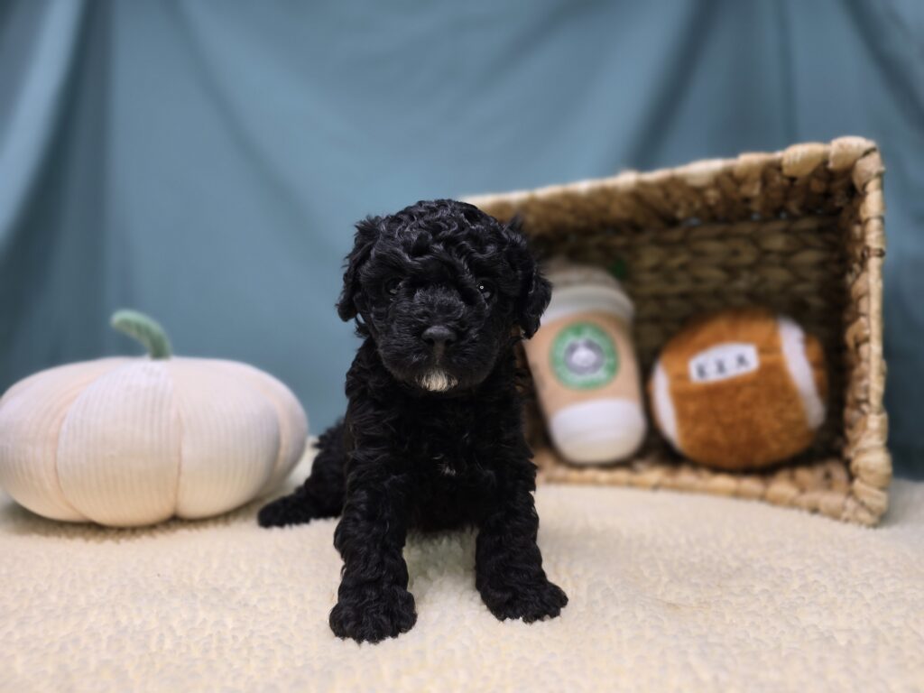 [#2528-01]  - Black M Cavapoo F1B Puppies For Sale