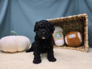 Cavapoo F1B