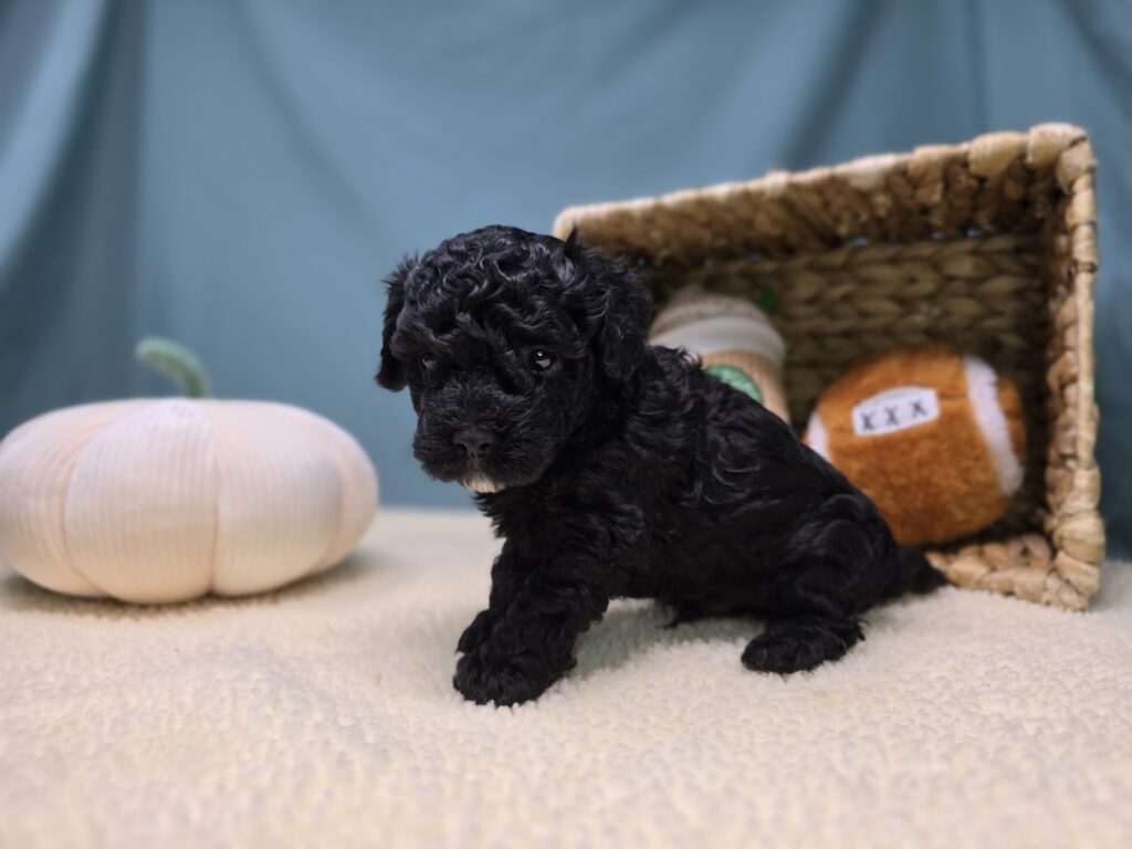 Thorn - Cavapoo F1B - Image 2