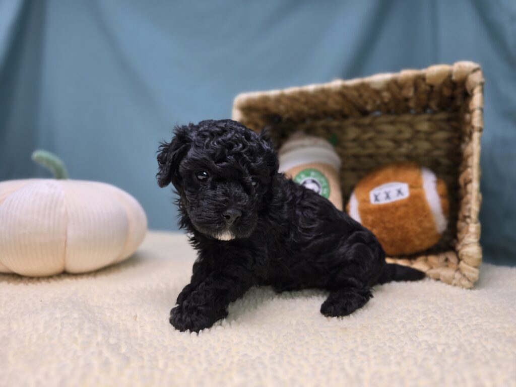 Thorn - Cavapoo F1B - Image 5