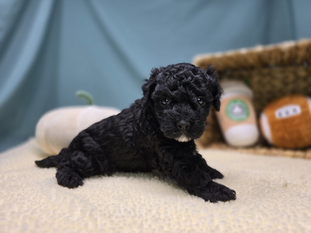 Thorn - Cavapoo F1B - Image 4