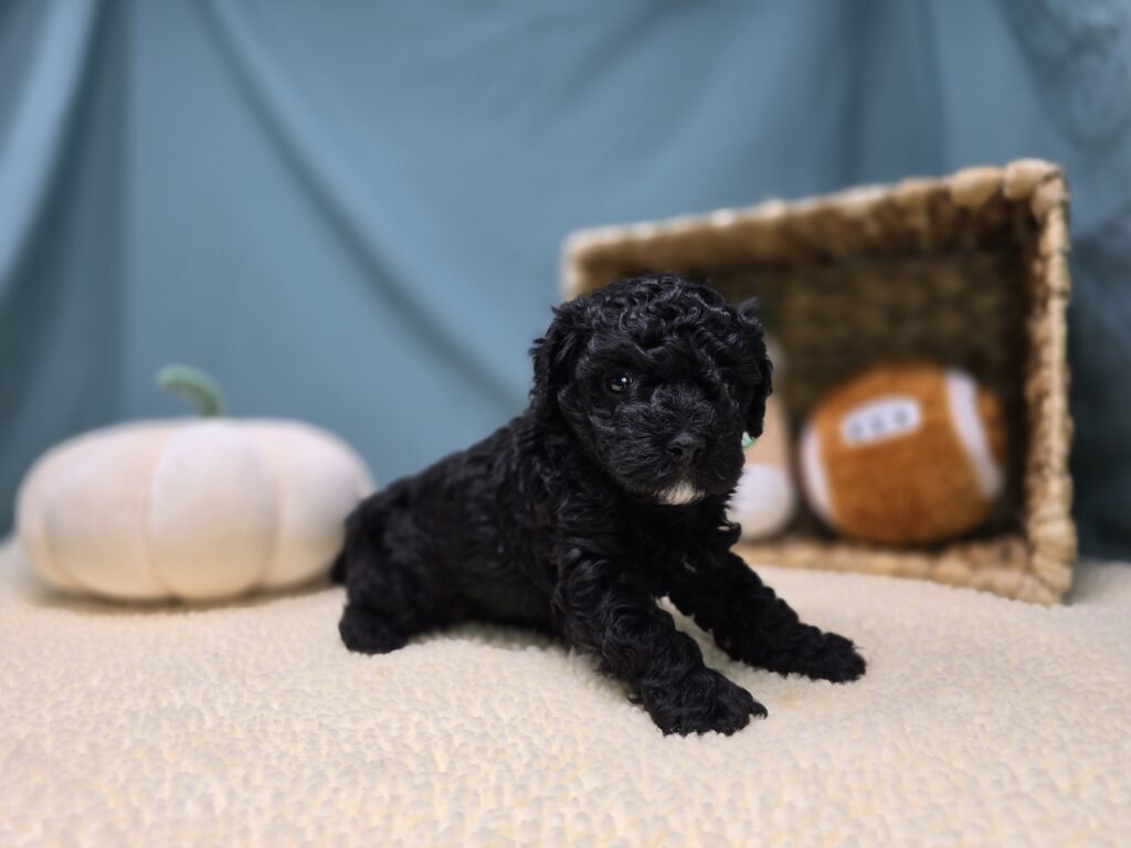 Thorn - Cavapoo F1B - Image 3
