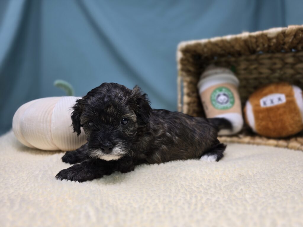 Thatch - Cavapoo F1B - Image 5