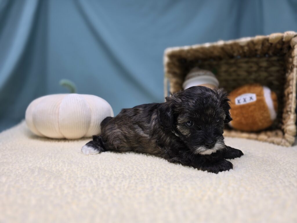 Thatch - Cavapoo F1B - Image 4