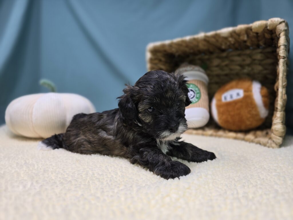 Thatch - Cavapoo F1B - Image 3