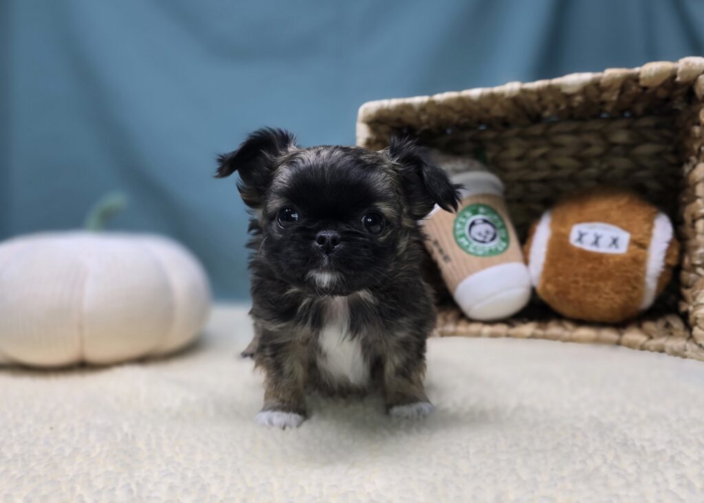 Bixby - Chihuahua/Pekingese - Image 3