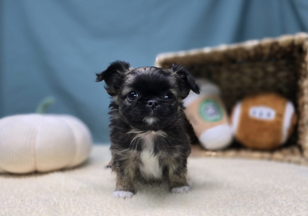 Bixby - Chihuahua/Pekingese - Image 2