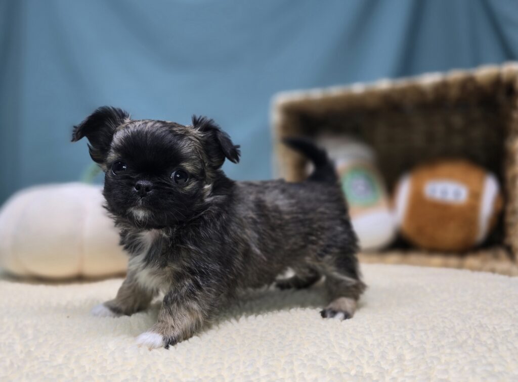 Bixby - Chihuahua/Pekingese - Image 4