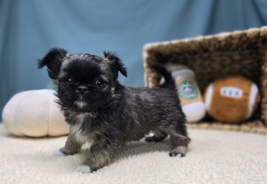 [#2526-02]  - Chocolate Sable M Chihuahua/Pekingese Puppies For Sale