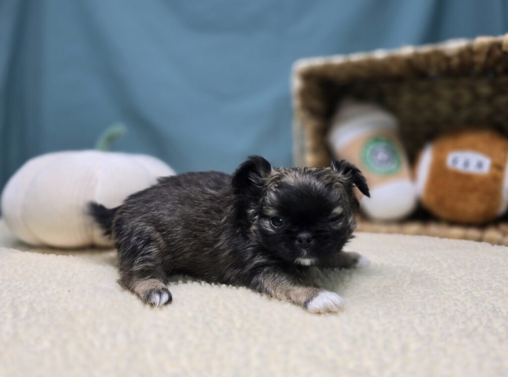 Bixby - Chihuahua/Pekingese - Image 5