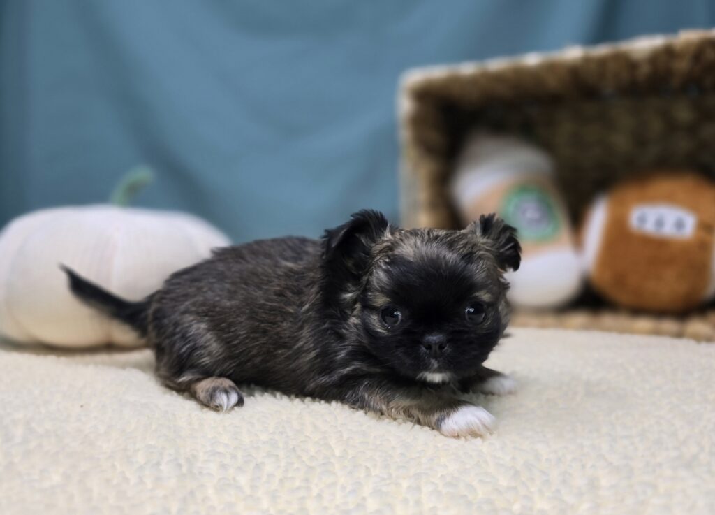 Bixby - Chihuahua/Pekingese - Image 6
