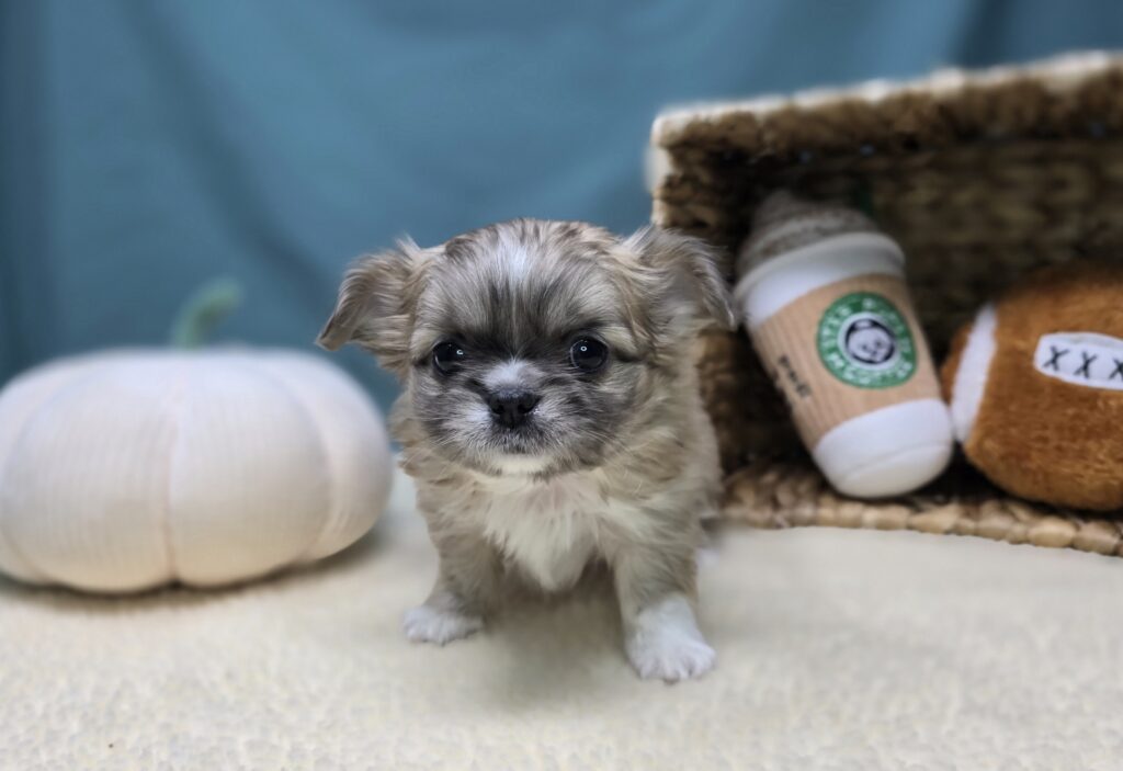 Benji - Chihuahua/Pekingese - Image 5