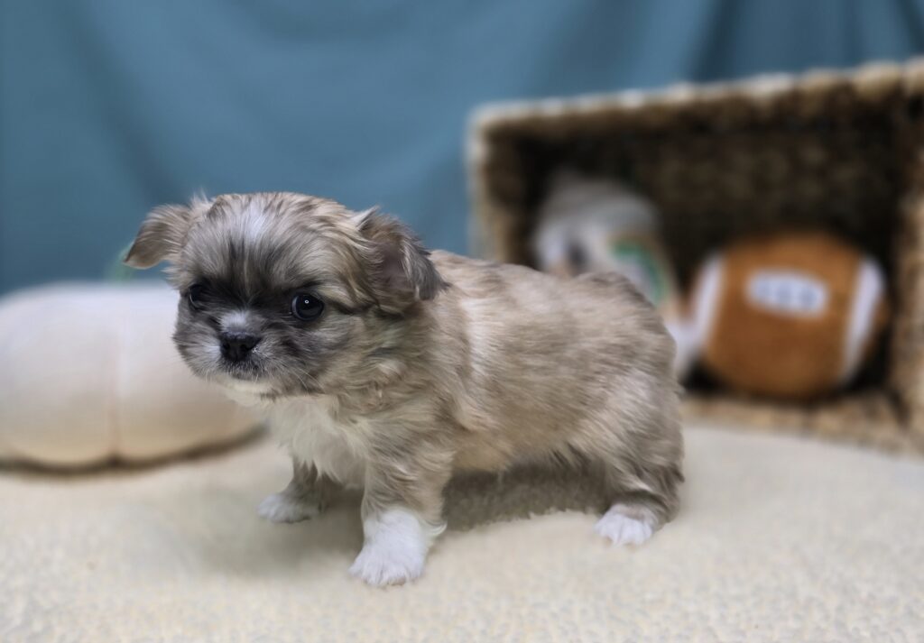 Benji - Chihuahua/Pekingese - Image 4