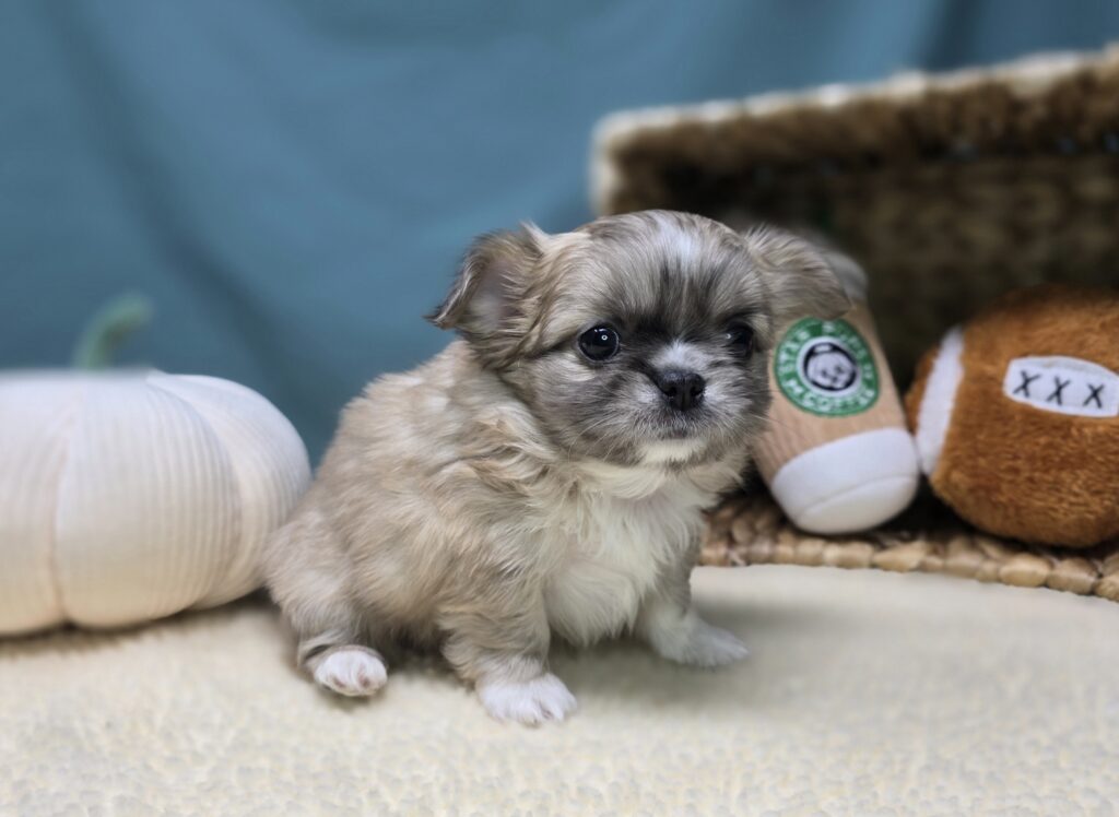 Benji - Chihuahua/Pekingese - Image 3