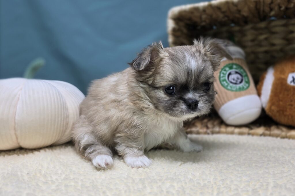 [#2526-03]  - Blue Fawn M Chihuahua/Pekingese Puppies For Sale