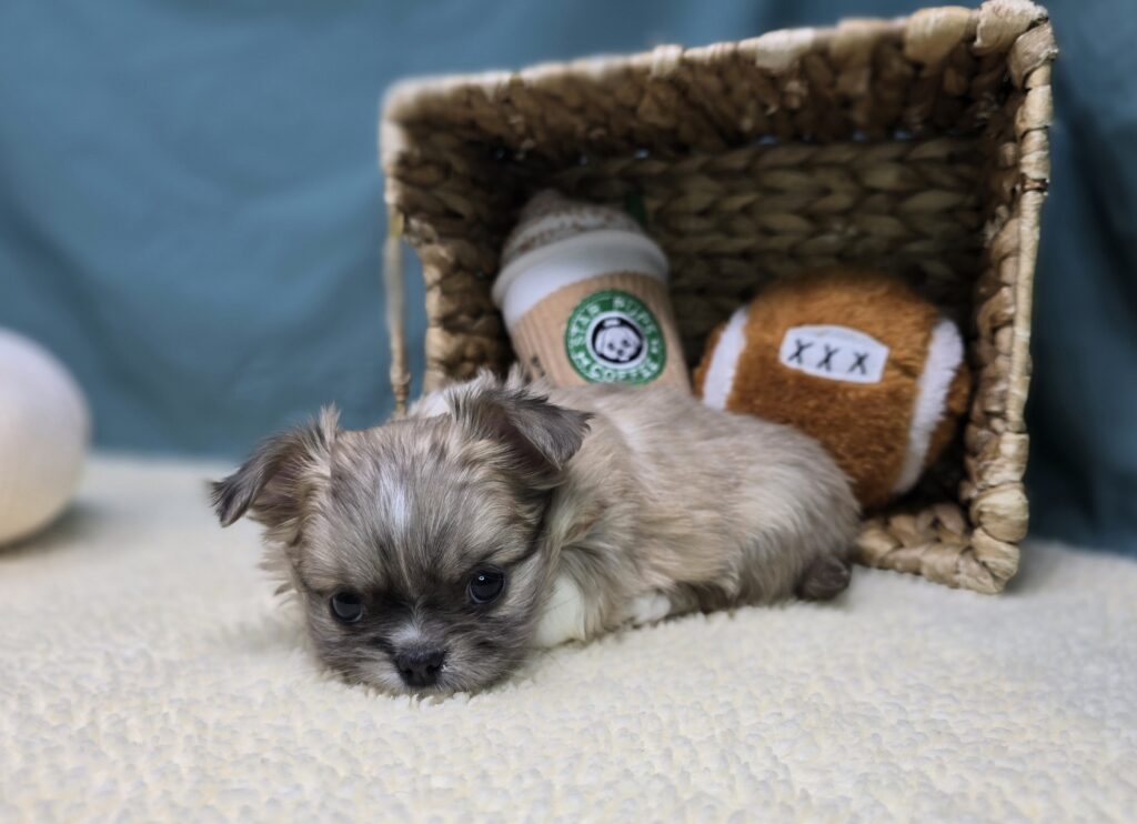 Benji - Chihuahua/Pekingese - Image 2