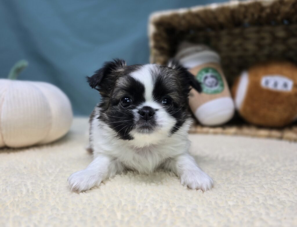 Caleb - Chihuahua/Pekingese - Image 2