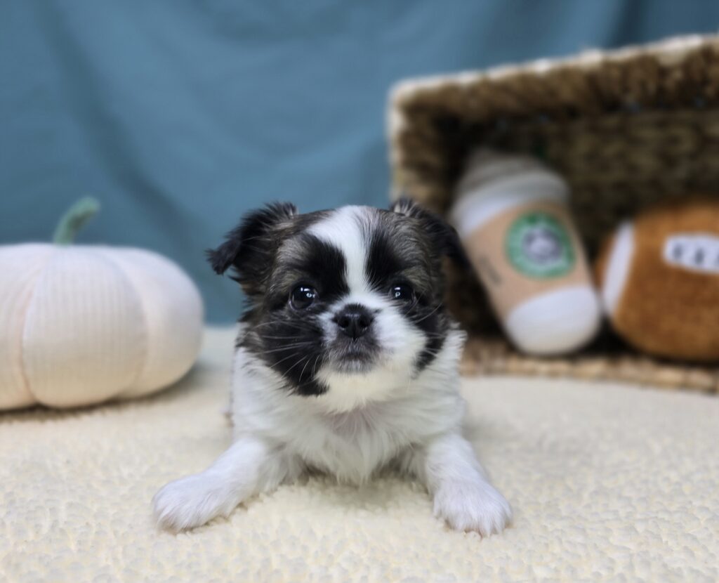 Caleb - Chihuahua/Pekingese - Image 3