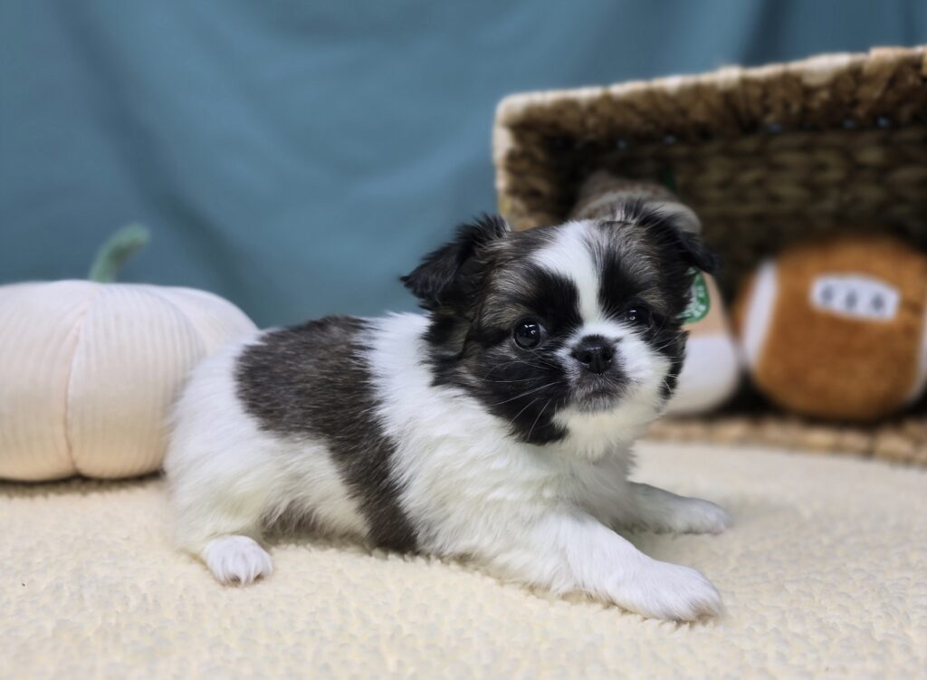 [#2526-04]  - Chocolate Sable M Chihuahua/Pekingese Puppies For Sale