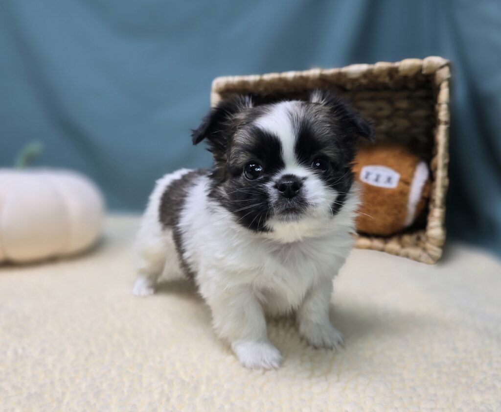 Caleb - Chihuahua/Pekingese - Image 4