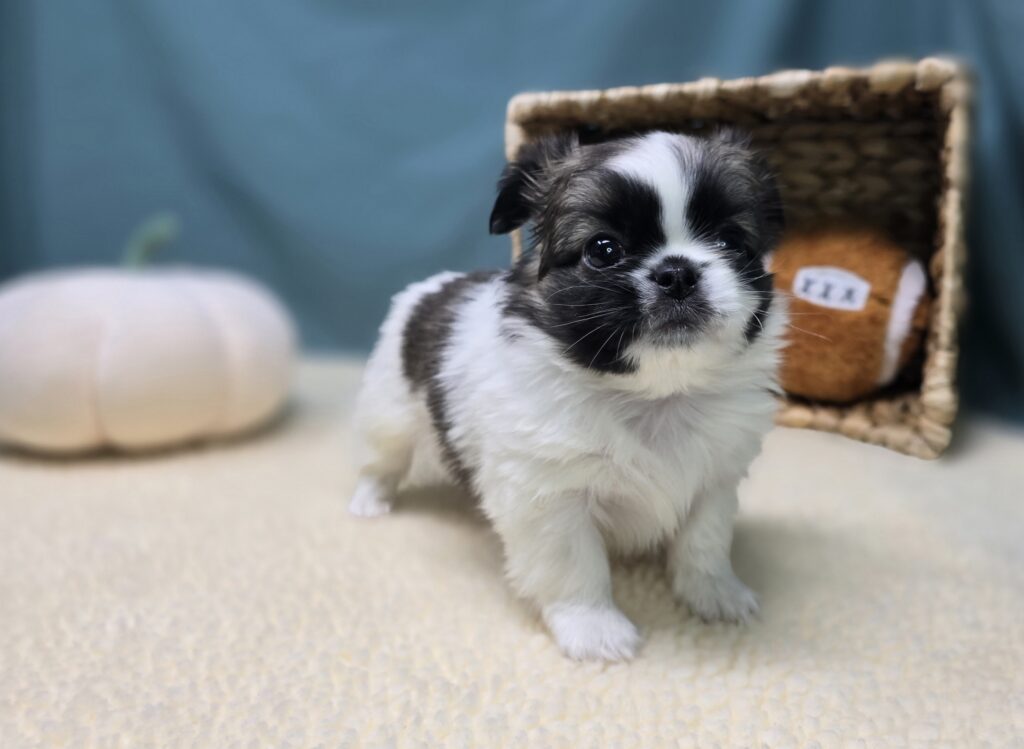 Caleb - Chihuahua/Pekingese - Image 5