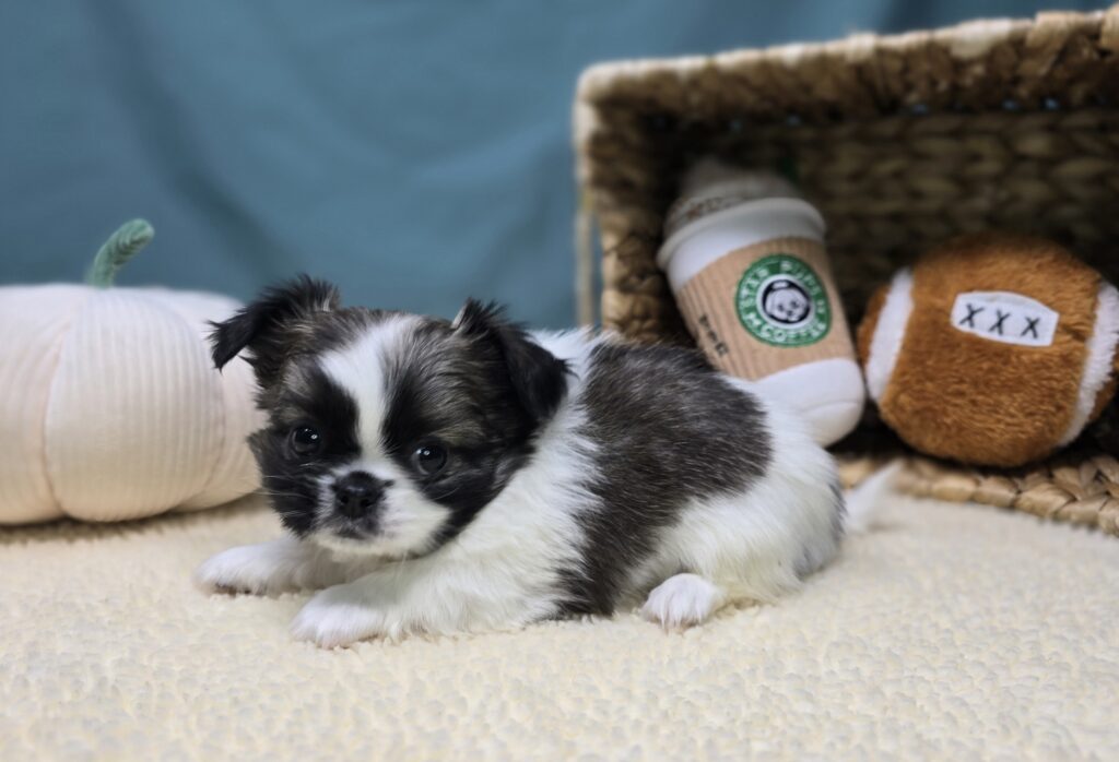 Caleb - Chihuahua/Pekingese - Image 6