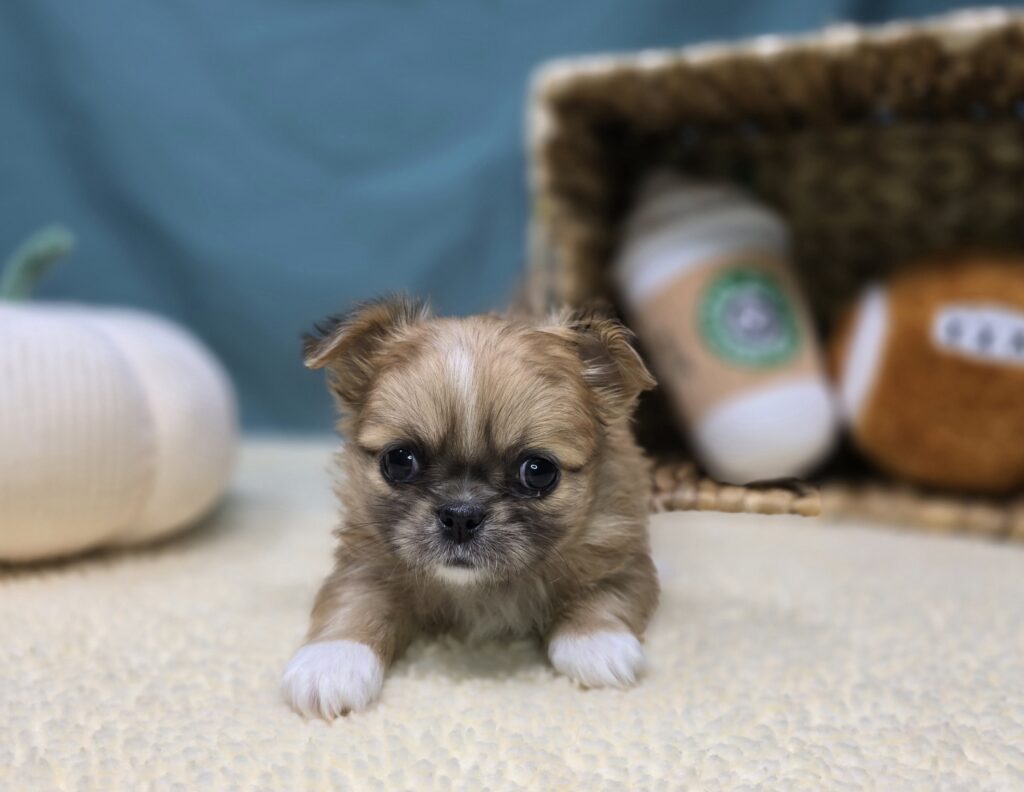 Veda - Chihuahua/Pekingese - Image 2