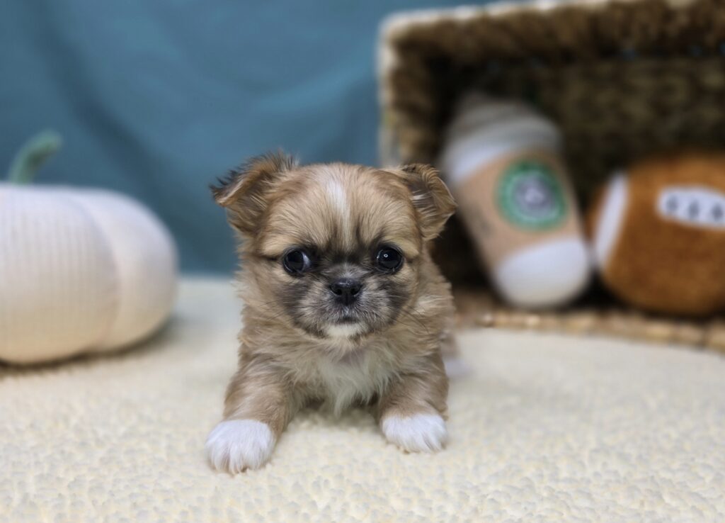 Veda - Chihuahua/Pekingese - Image 3