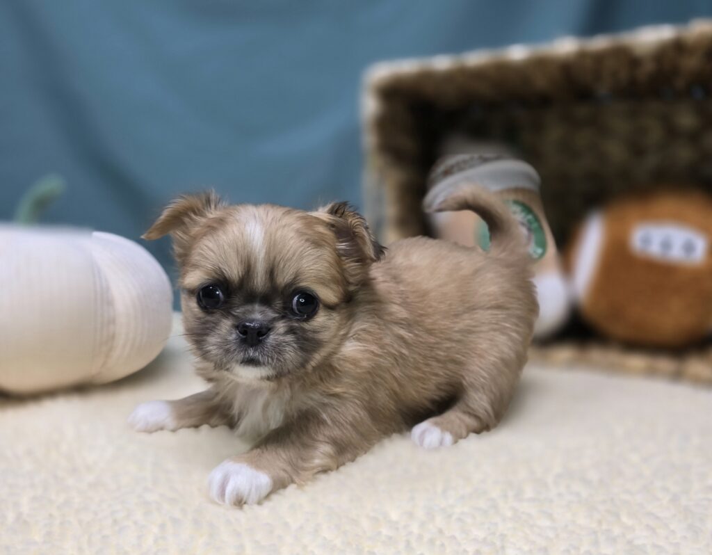 [#2526-05]  - Chocolate F Chihuahua/Pekingese Puppies For Sale