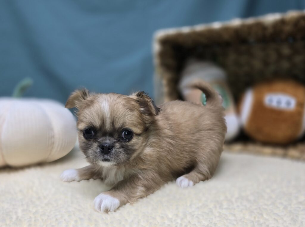 Veda - Chihuahua/Pekingese - Image 4