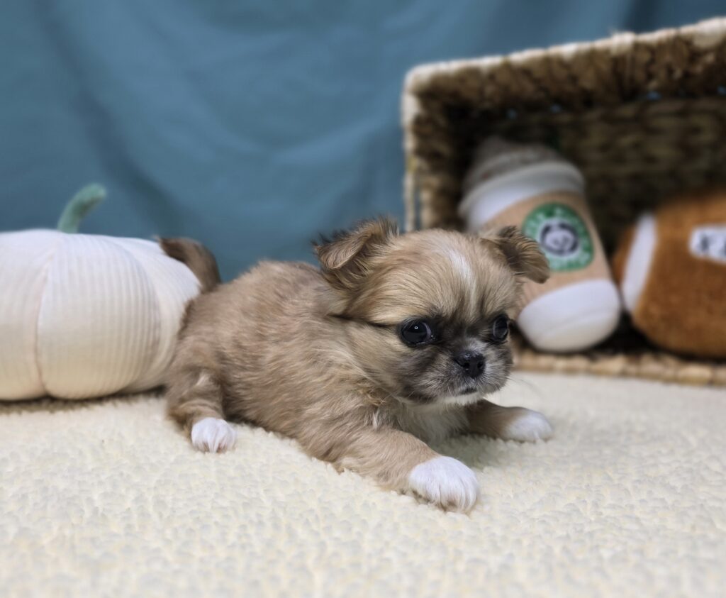 Veda - Chihuahua/Pekingese - Image 5