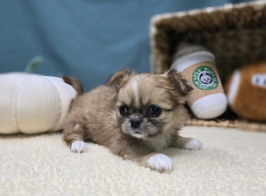 Veda - Chihuahua/Pekingese - Image 6