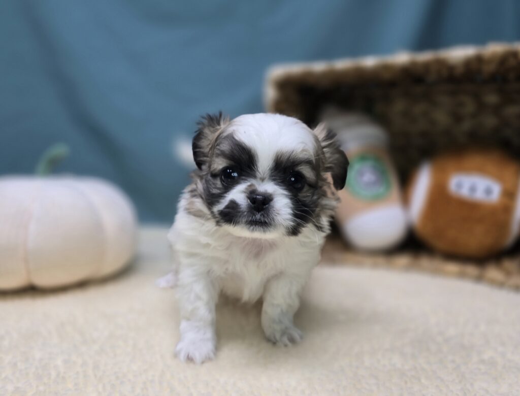 Sadie - Chihuahua/Pekingese - Image 2
