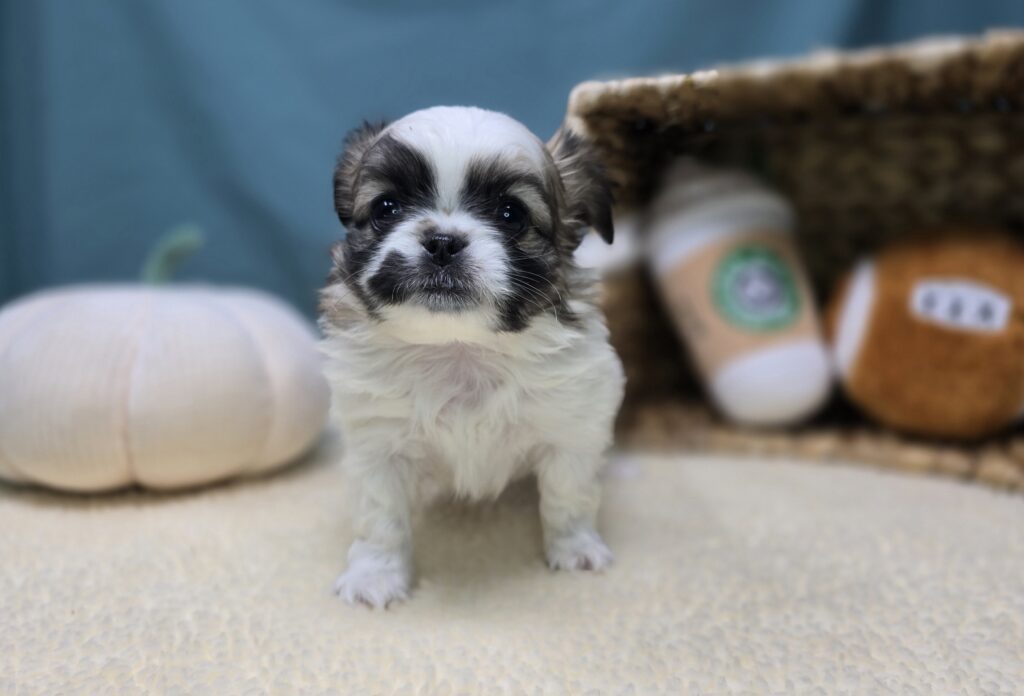 Sadie - Chihuahua/Pekingese - Image 3