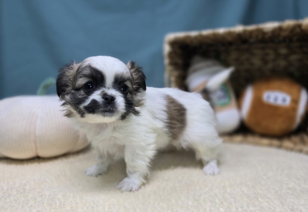 [#2526-06]  - Chocolate / White F Chihuahua/Pekingese Puppies For Sale