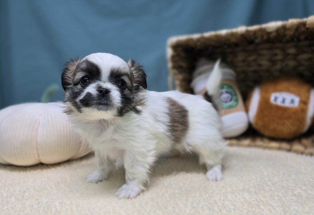 Sadie - Chihuahua/Pekingese - Image 4