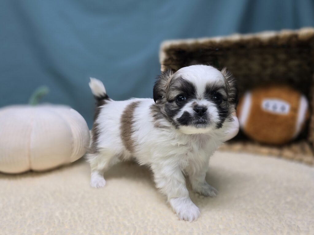 Sadie - Chihuahua/Pekingese - Image 5