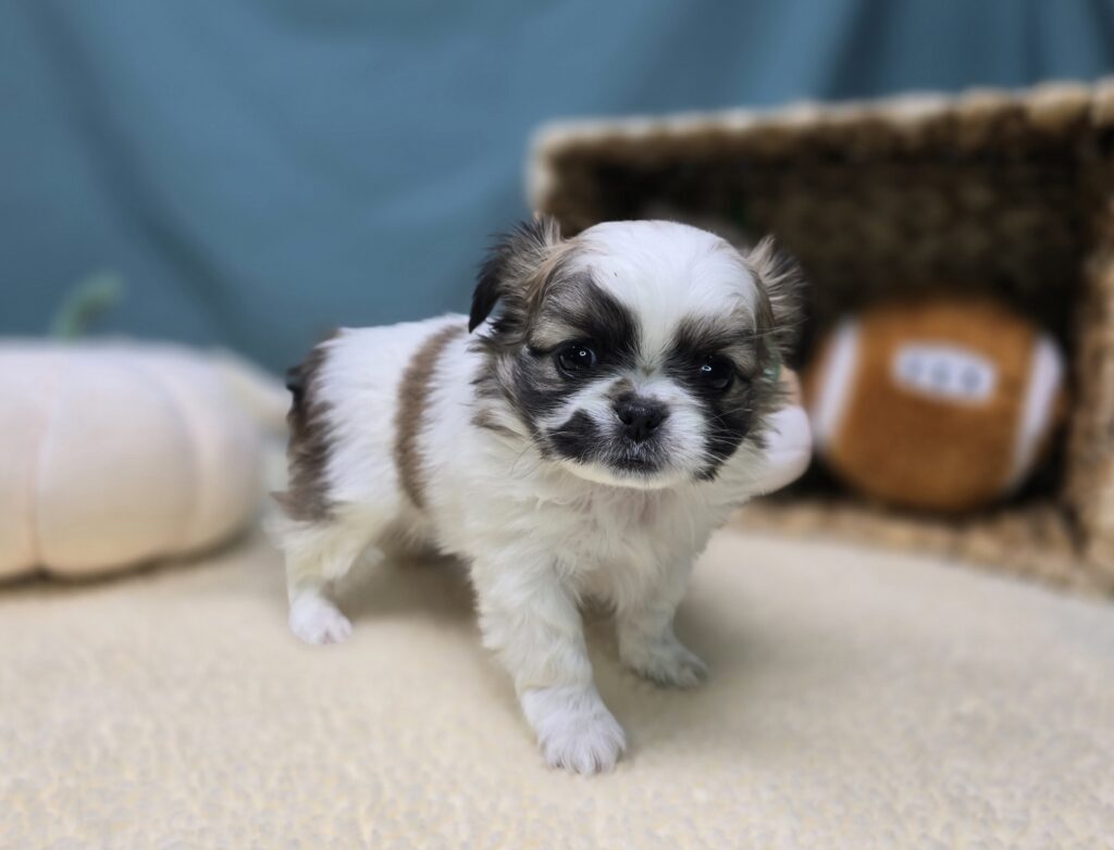 Sadie - Chihuahua/Pekingese - Image 6