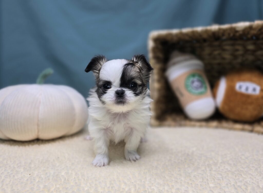 Elowen - Chihuahua/Pekingese - Image 4