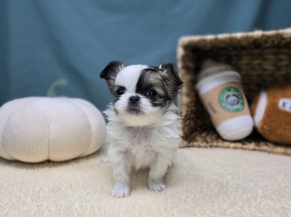 Elowen - Chihuahua/Pekingese - Image 7