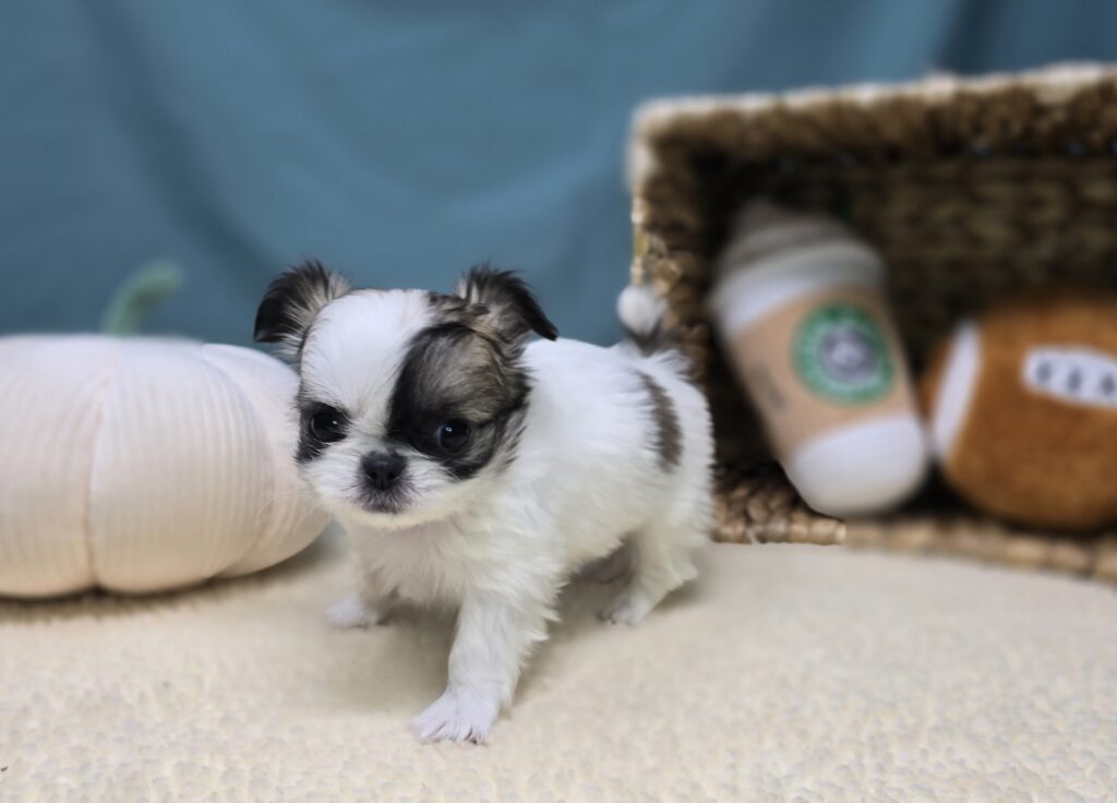 Elowen - Chihuahua/Pekingese - Image 3