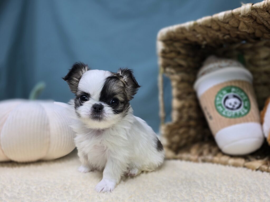[#2526-07]  - Chocolate / White F Chihuahua/Pekingese Puppies For Sale