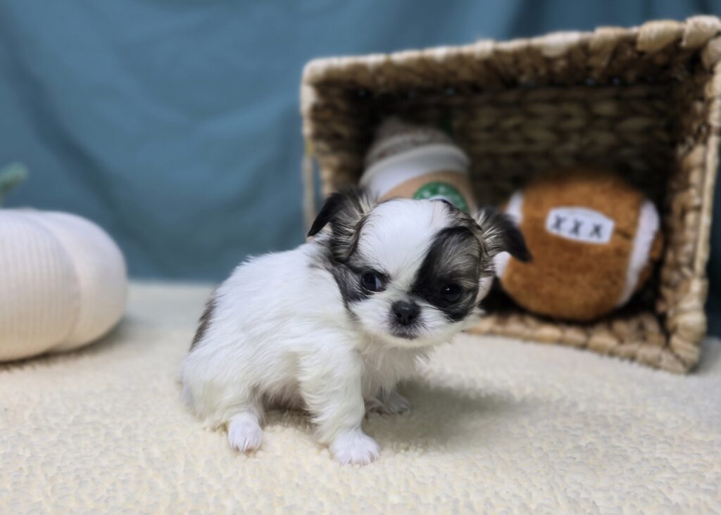 Elowen - Chihuahua/Pekingese - Image 2