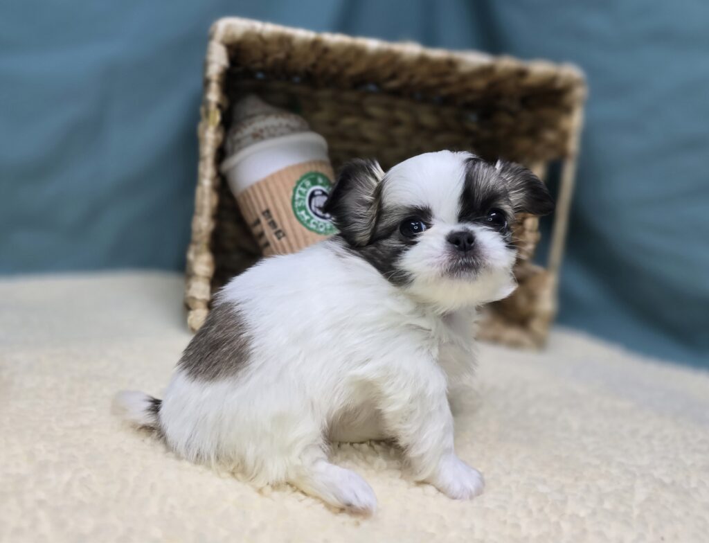 Elowen - Chihuahua/Pekingese - Image 6