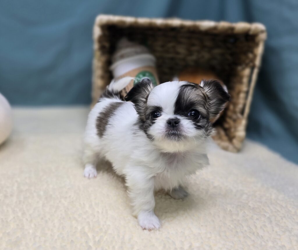 Elowen - Chihuahua/Pekingese - Image 5