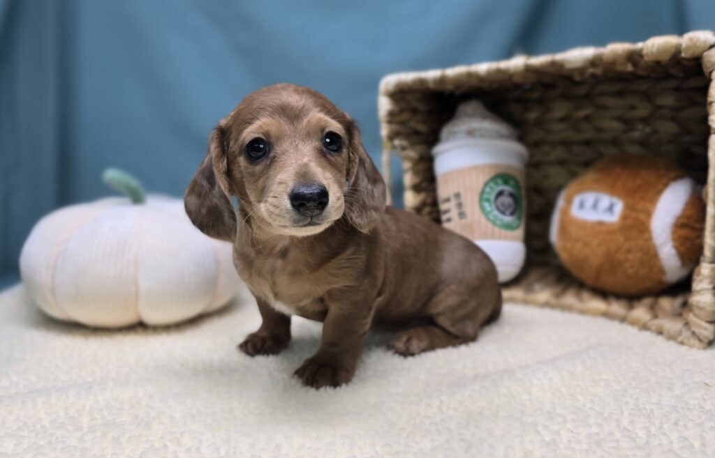 [#25987-02]  - Chocolate / Tan F Dachshund Puppies For Sale