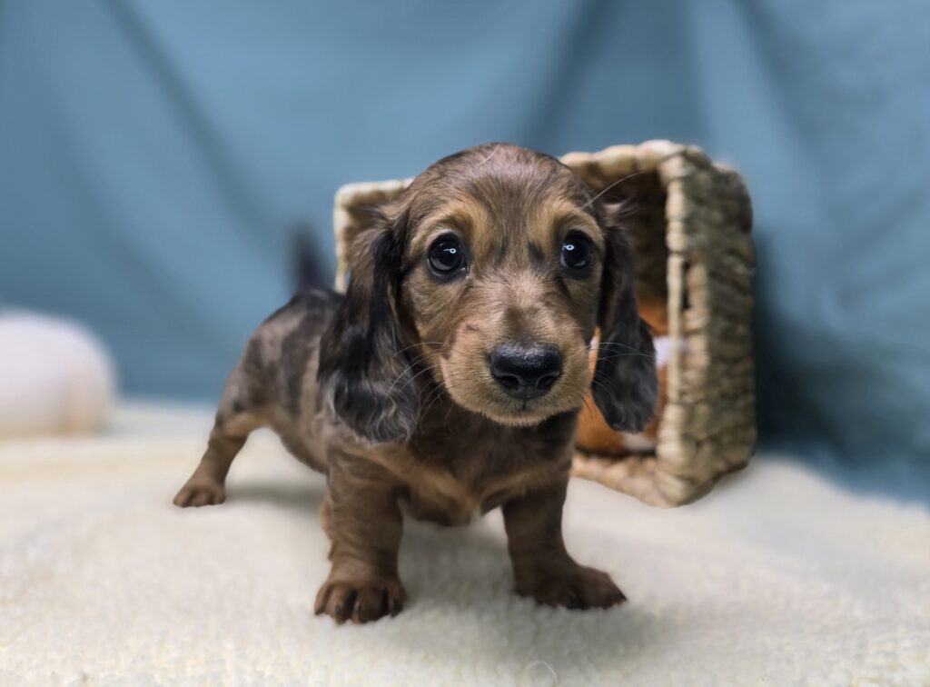 [#25987-03]  - Brown / Tan F Dachshund Puppies For Sale