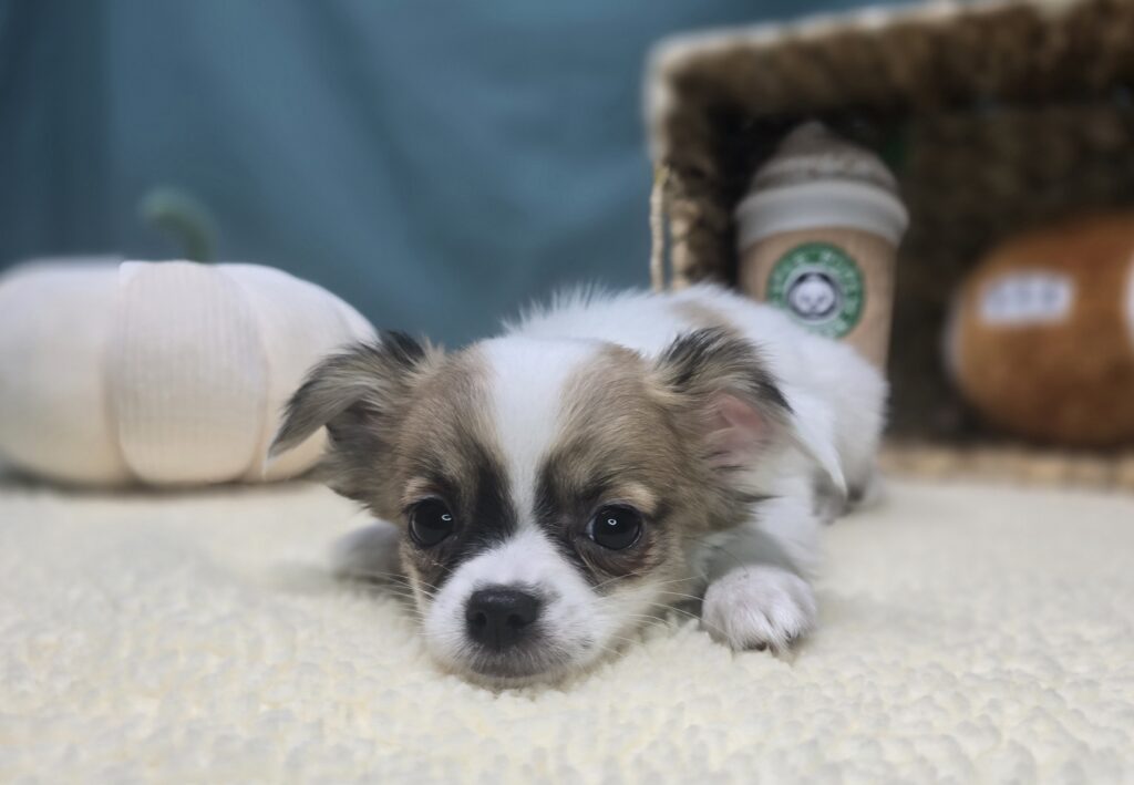 Skittles - Chihuahua - Image 2